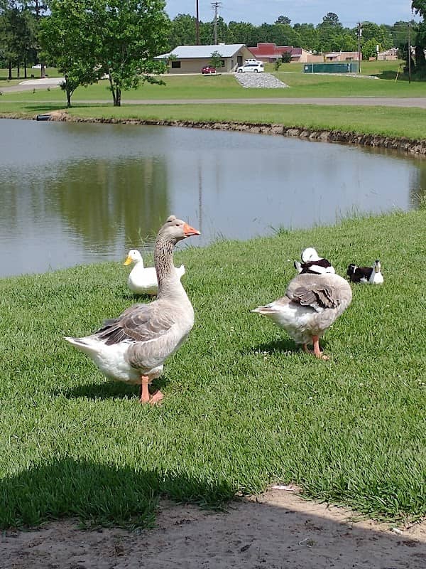 Livingston Parks & Recreation - Image 1