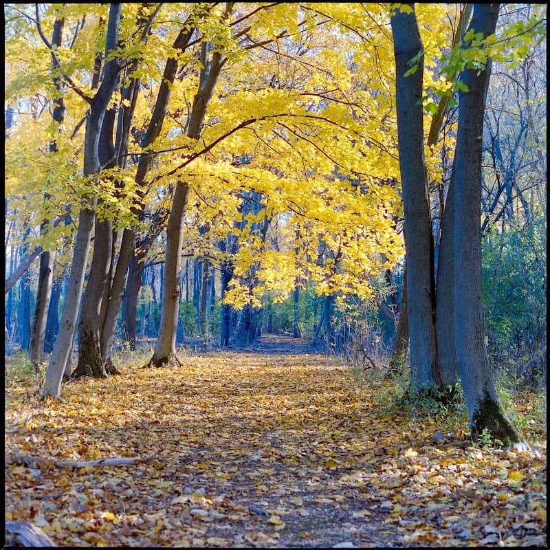 Oriole Grove Forest Preserve - Image 1