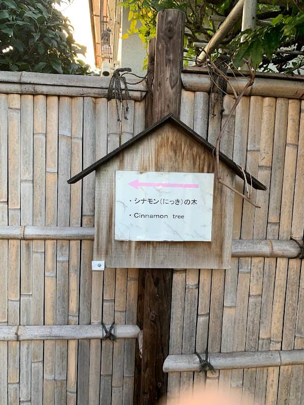 シナモンの樹 - Image 2