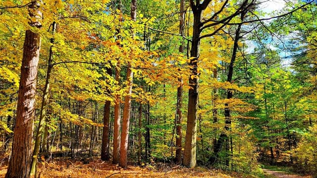 Durham Regional Forest - Image 1