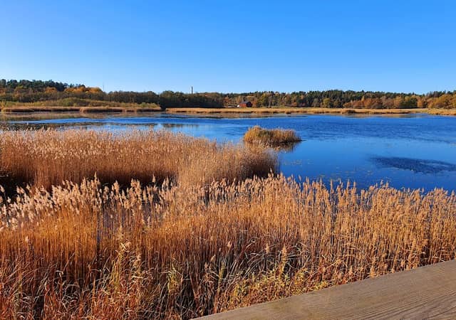 Säbysjöns fågeltorn - Image 2