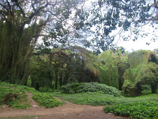 Parque Almendares - Image 2