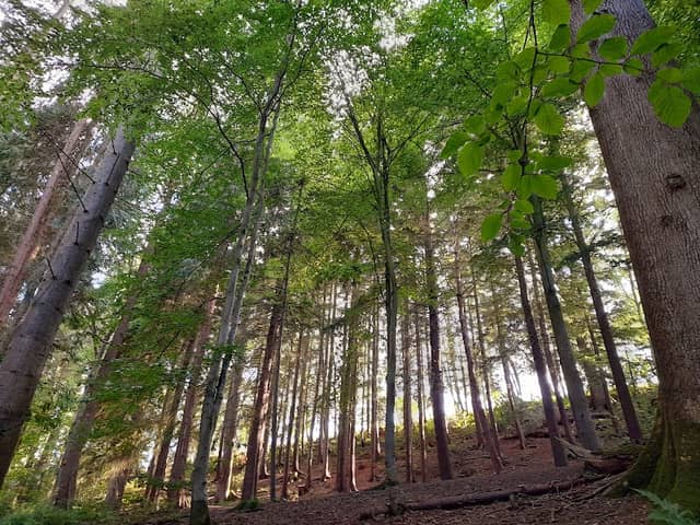 Deri Woods - Image 2