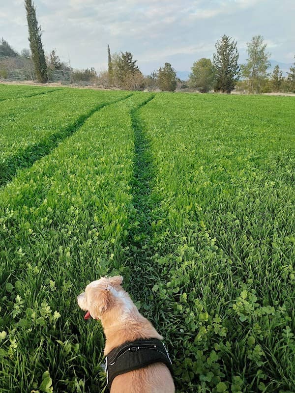 Aronas Dog Path - Image 1
