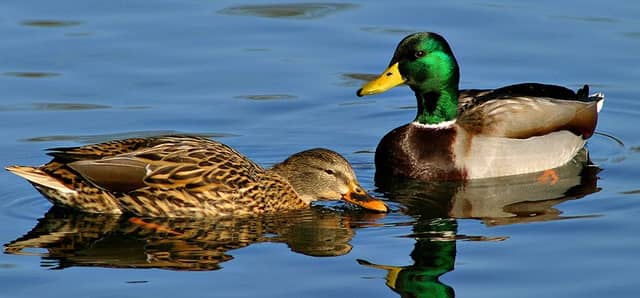 North Shore Wildlife Sanctuary - Image 2