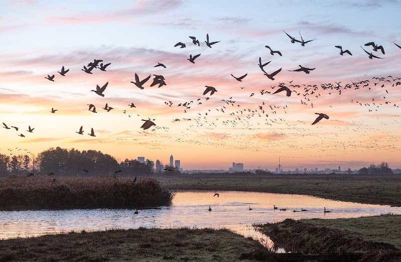 Vogelkijkplaats Ackerdijkse Plassen - Image 1