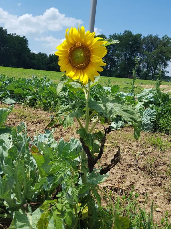 Gardens @ Simon Kenton - Image 2