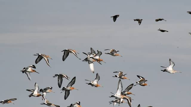 Vogelkijkhut Dronrijp - Image 2