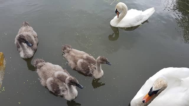 Cleethorpes Country Park - Image 2
