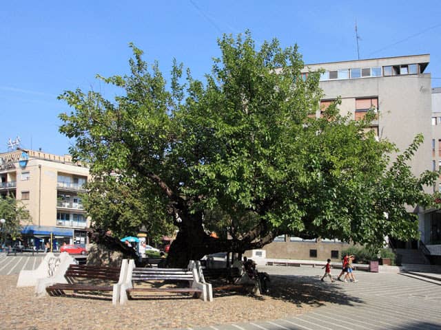 Karađorđev dud - Image 2