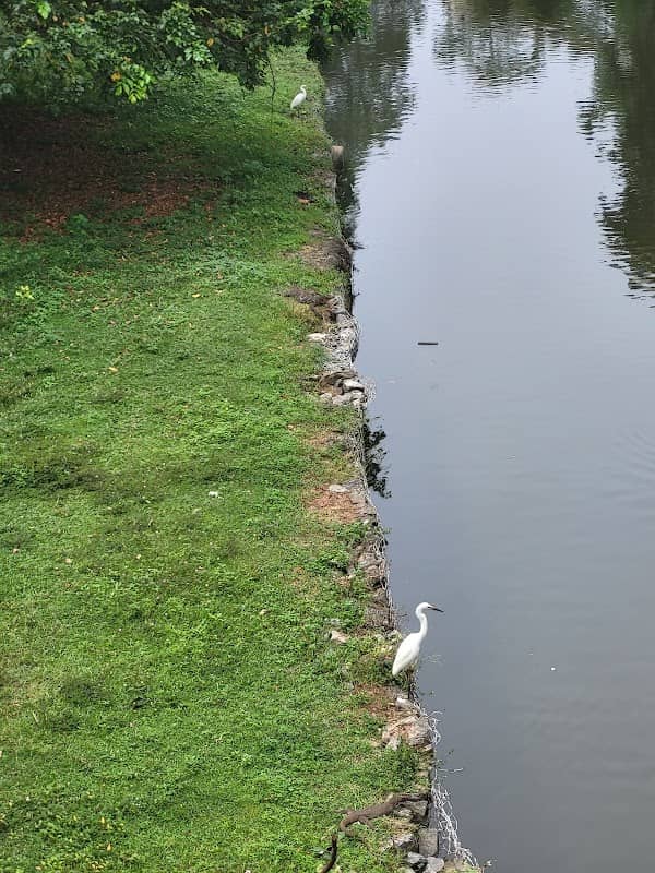 Bridge to Havelock city - Image 1