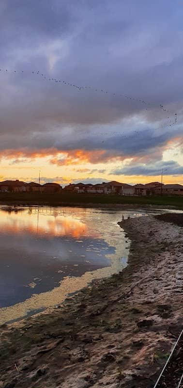 Bells Avenue Wetlands - Image 2
