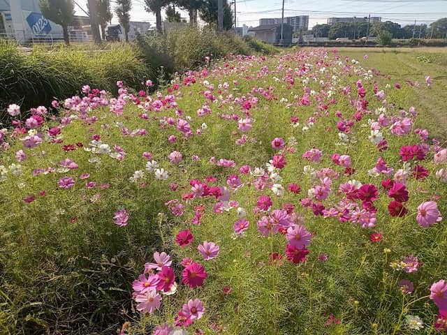 江辻コスモス畑 - Image 1