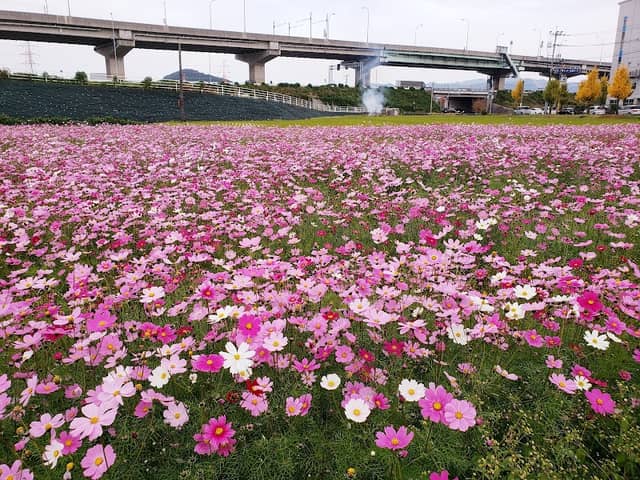 江辻コスモス畑 - Image 2