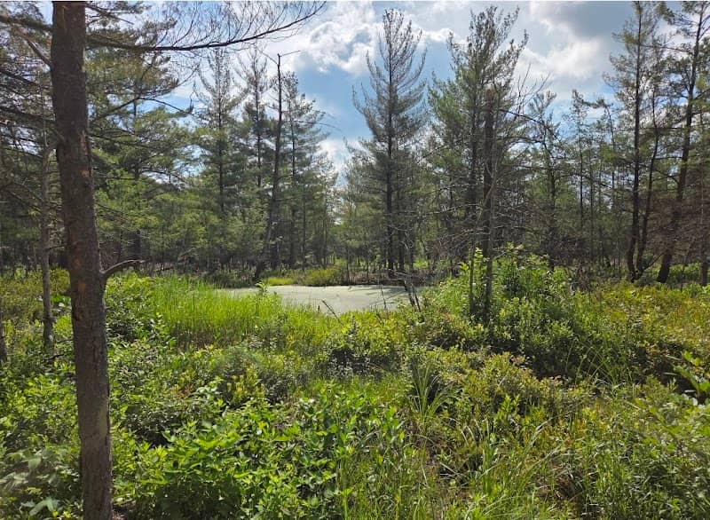 Pinhook Bog - Image 2
