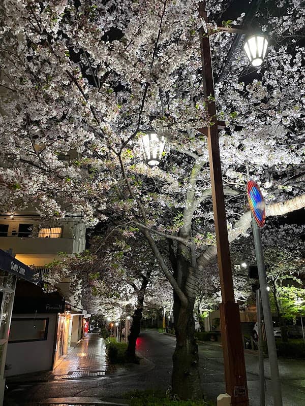Chayanochō Cherry Tree Row - Image 1