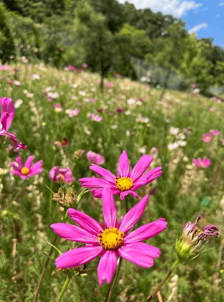 Pollinator Habitat - Image 2