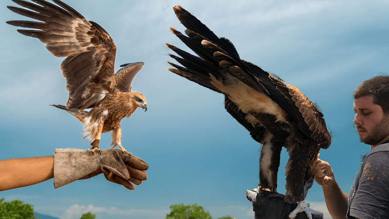 Feathered Friends - Image 1