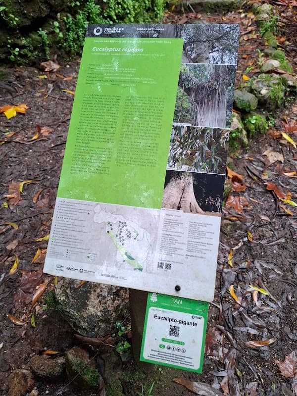 Eucalipto Gigante - Image 2