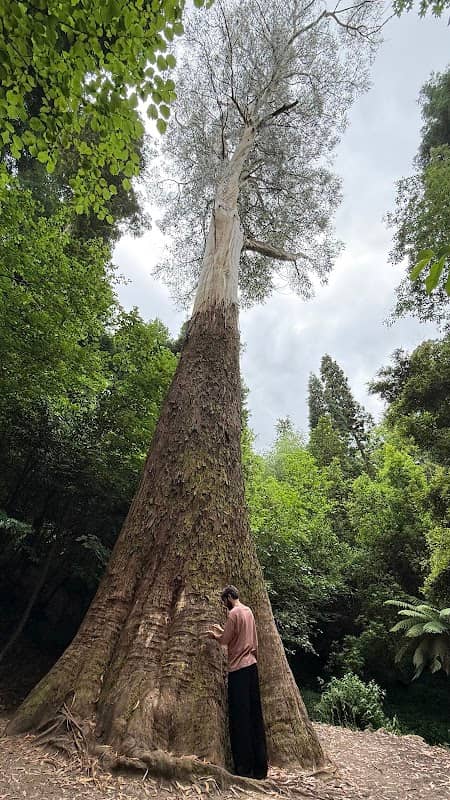 Eucalipto Gigante - Image 1