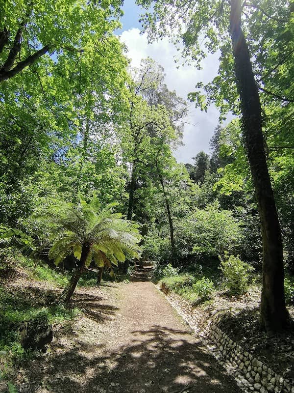 Eucalipto Gigante - Image 3
