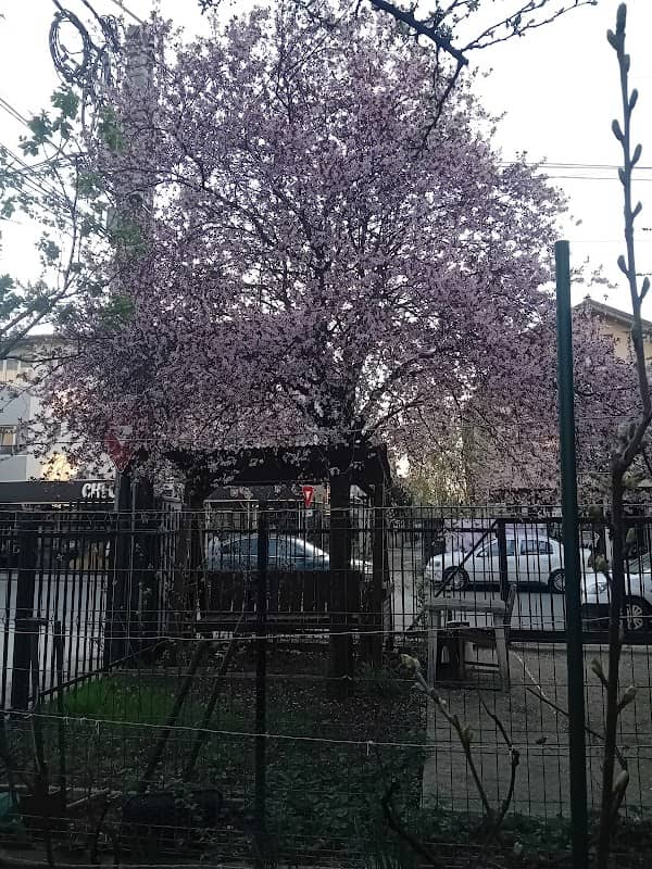 Sakura Tree - Image 1