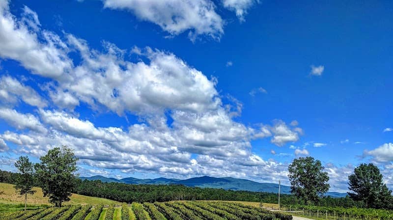 Chateau Meichtry Family Vineyard and Winery - Image 2