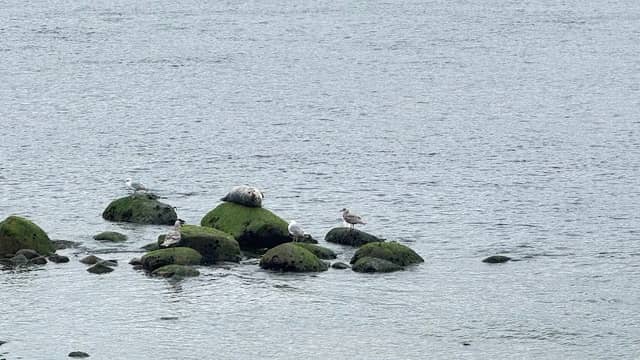 West Vancouver Centennial Seawalk - Image 2