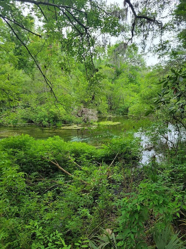 ichetucknee springs - Image 2