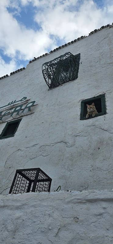 Handsome cat 2 - Image 1