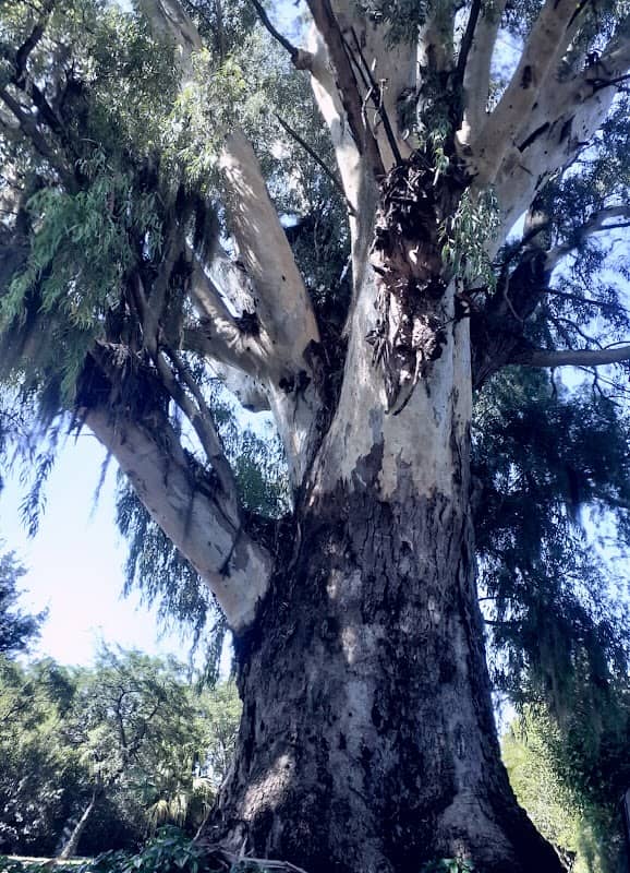 Arbol con Historia - Image 1