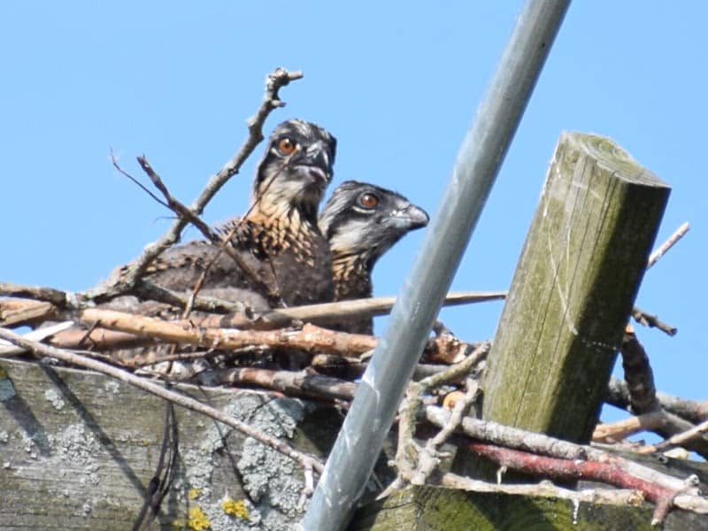 Osprey Nesting Box - Image 2