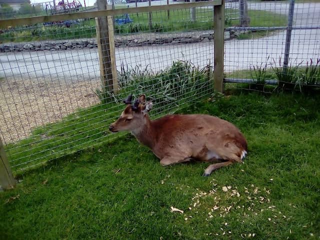 Kennedys Pet Farm - Image 2