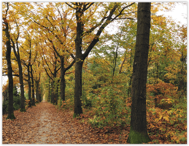 Reeshofbos - Image 1