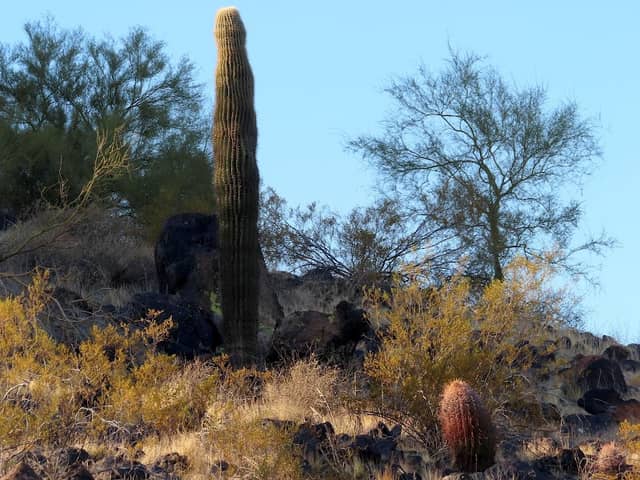 Thunderbird conservation - Image 1