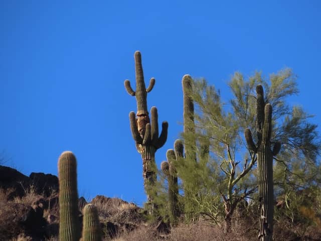 Thunderbird conservation - Image 2