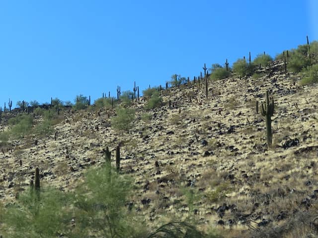 Thunderbird conservation - Image 3