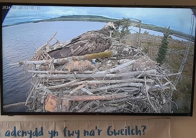 North Wales Wildlife Trust Osprey Lookout - Image 3