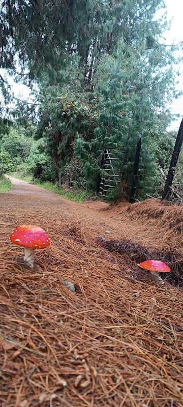 ALTO LOS POTRILLOS - Image 1