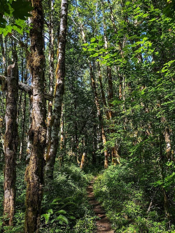 Oldgrowth Loop Trail - Image 1