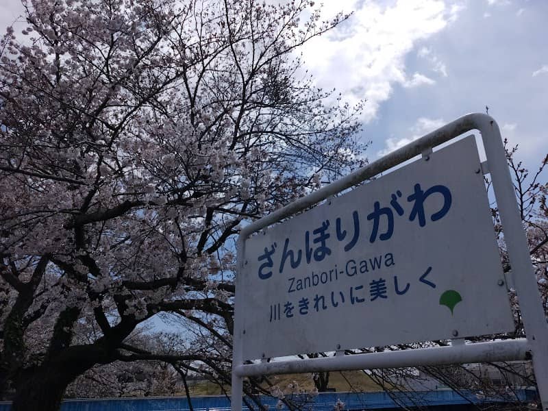 Cherry Blossom Promenade on Zambori River - Image 2