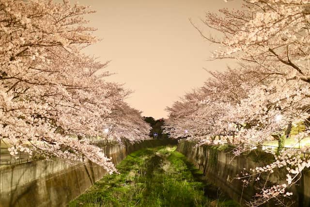 Cherry Blossom Promenade on Zambori River - Image 1