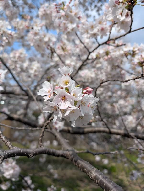 Cherry Blossom Promenade on Zambori River - Image 3