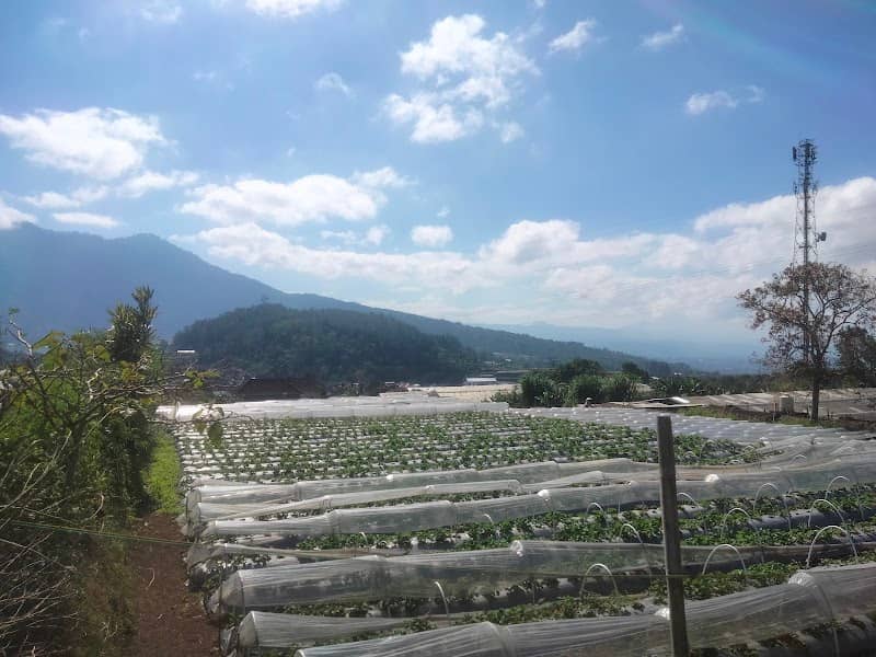 STRAWBERRYKU FARM - Image 1