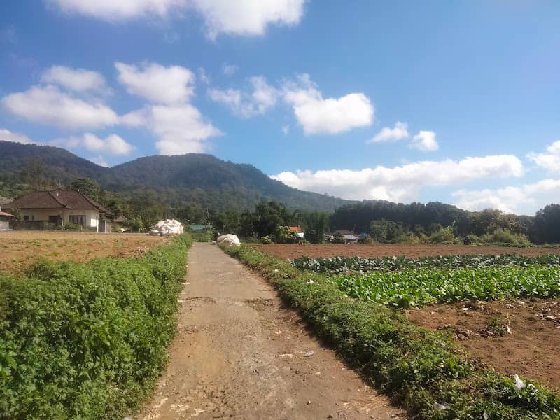 STRAWBERRYKU FARM - Image 2