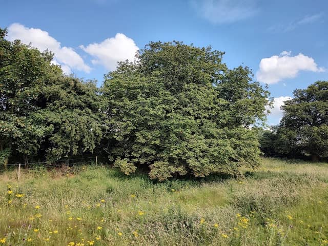 Bunting's Pasture - Image 1