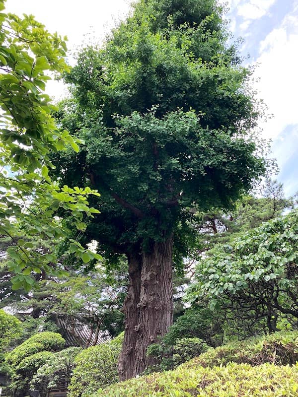 Ginkgo of Sanpoji - Image 2