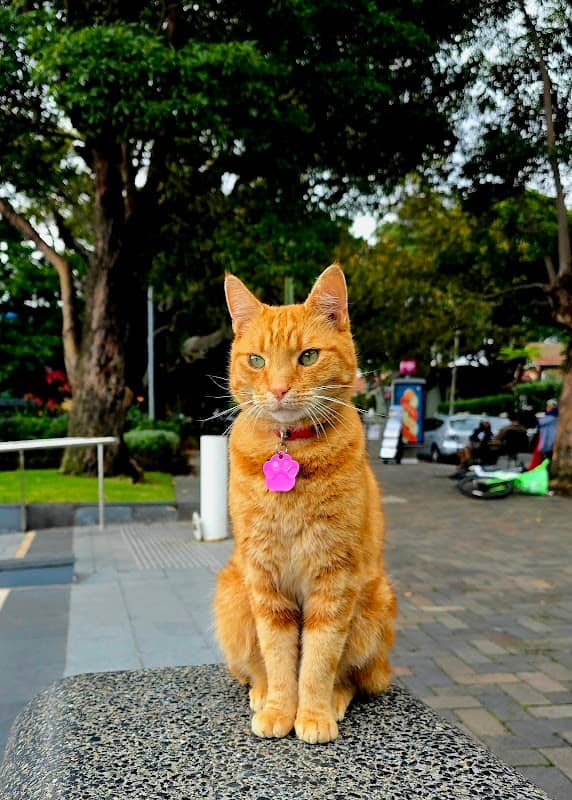 Ginger Cat of the Metro - Image 1