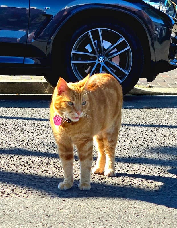 Ginger Cat of the Metro - Image 2