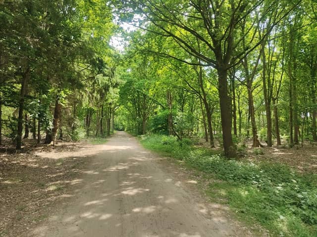 Clinge Forests - Image 1